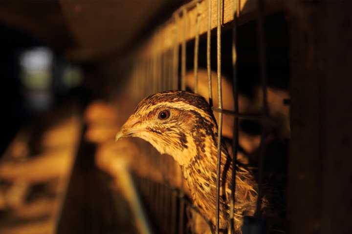 The Cons of Raising Quails for Meat