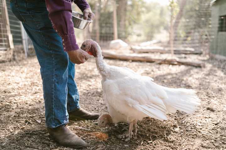 Feeding Turkeys 