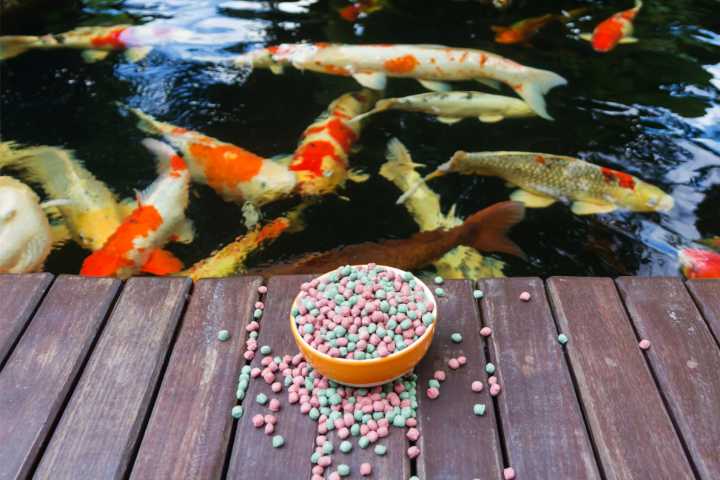 Koi food