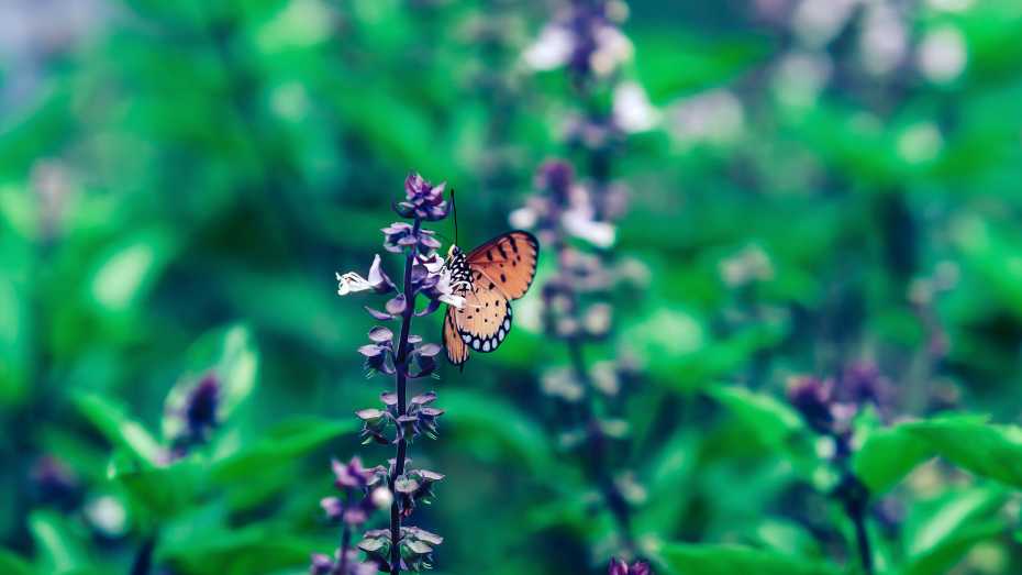 Best Plants for a Butterfly Garden