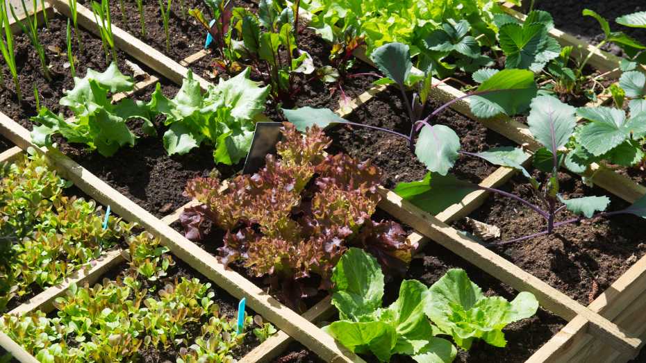 Growing Vegetables in Containers