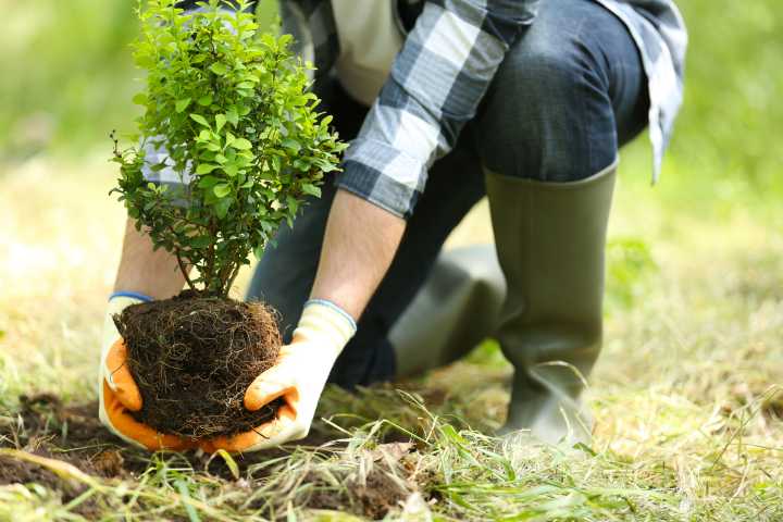 Planting Your Trees