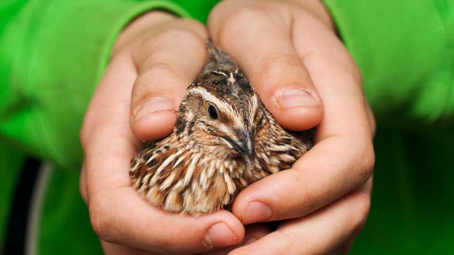 Raising Quails for Meat