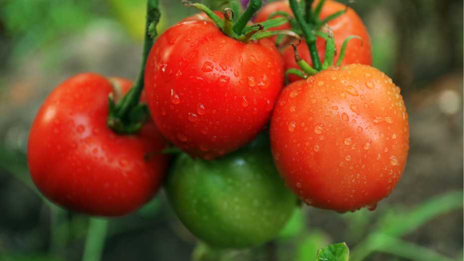 Tips for Growing Tomatoes in Containers