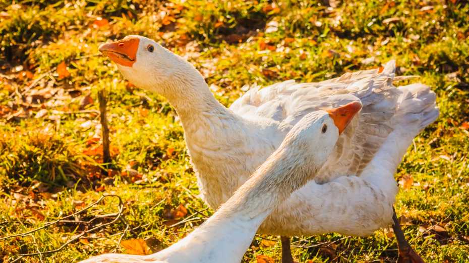 How to Raise Geese in Your Backyard: A Comprehensive Guide