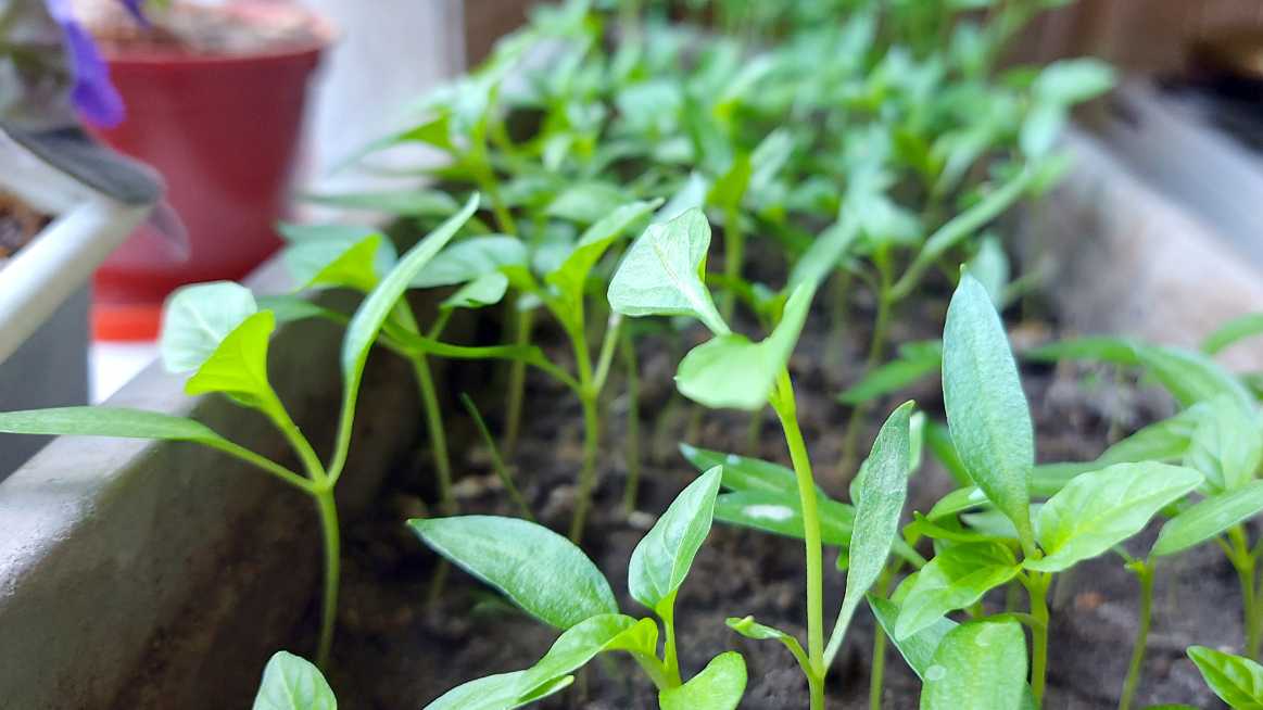 Growing Peppers in Containers