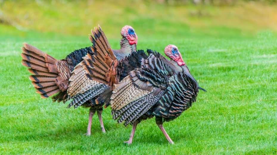 How to Raise Turkeys in Your Backyard: A Comprehensive Guide