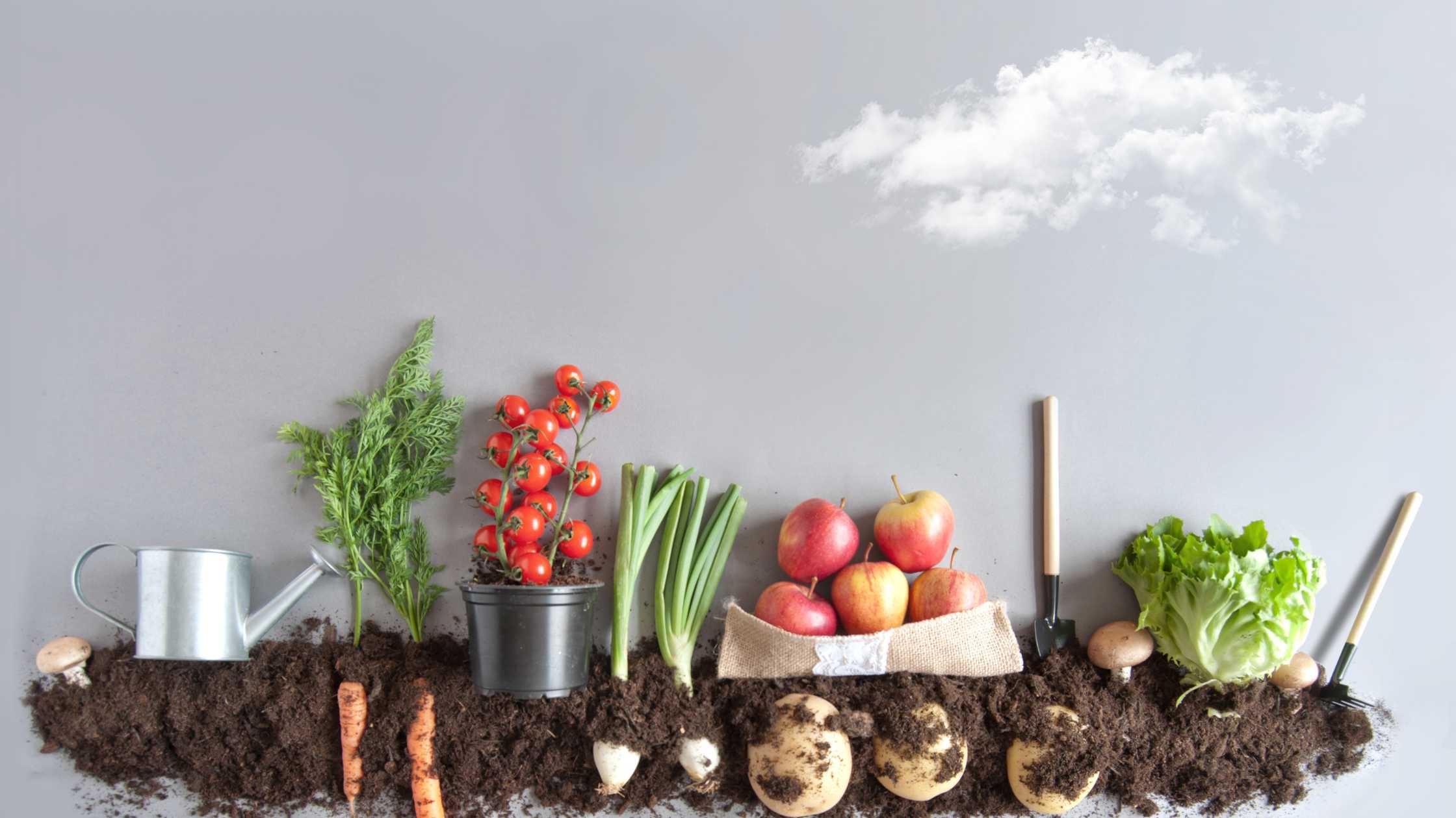 Save Money with a Vegetable Garden