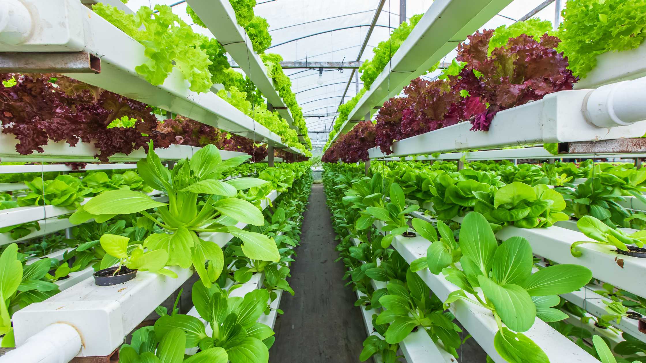 Benefits of Aquaponics for Sustainable Farming