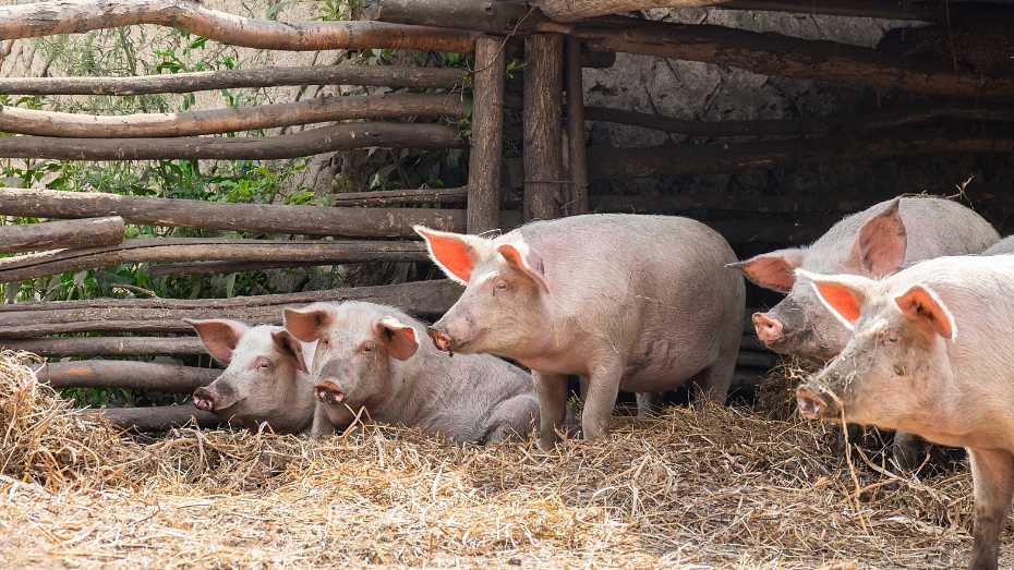 The Pros and Cons of Raising Pigs