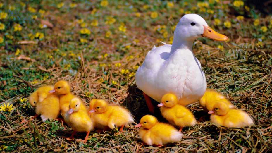 Raising Ducks in Your Backyard