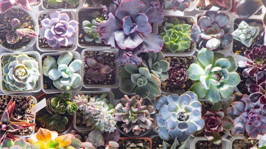 Growing Succulents with Love and Care