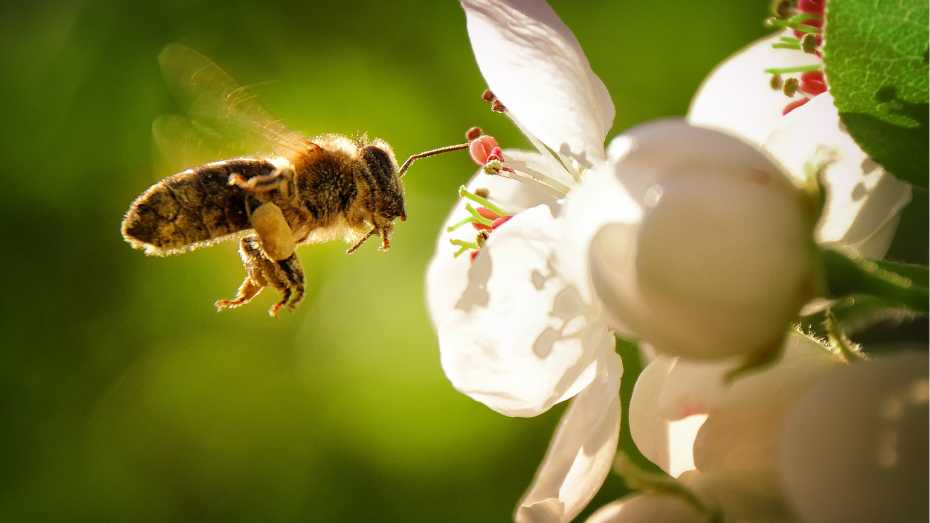 Bee-Friendly Gardening