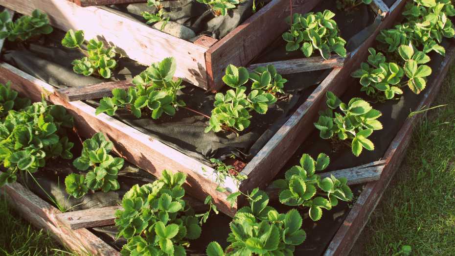 Benefits of Raised Bed Gardening