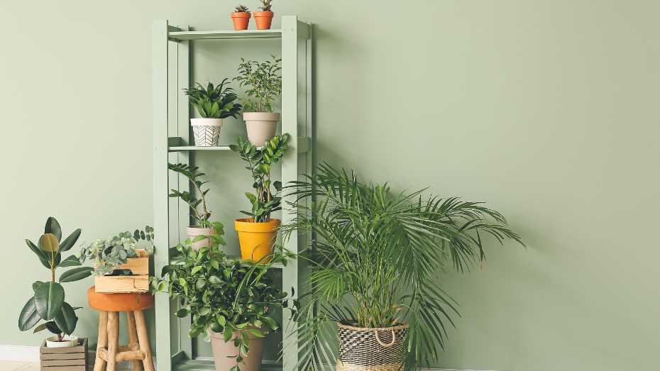 The Best Types of Houseplants: A Comprehensive Guide