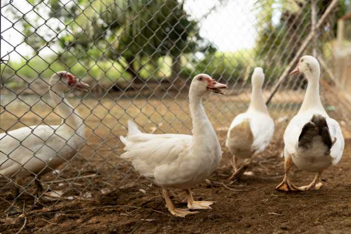 Choosing the Right Duck Breed