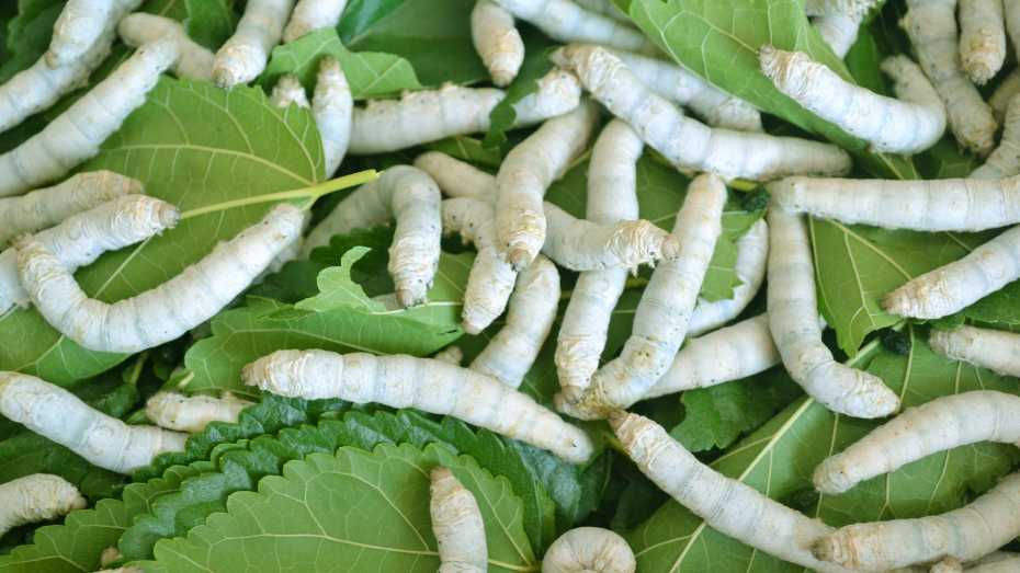 Growing Silkworms