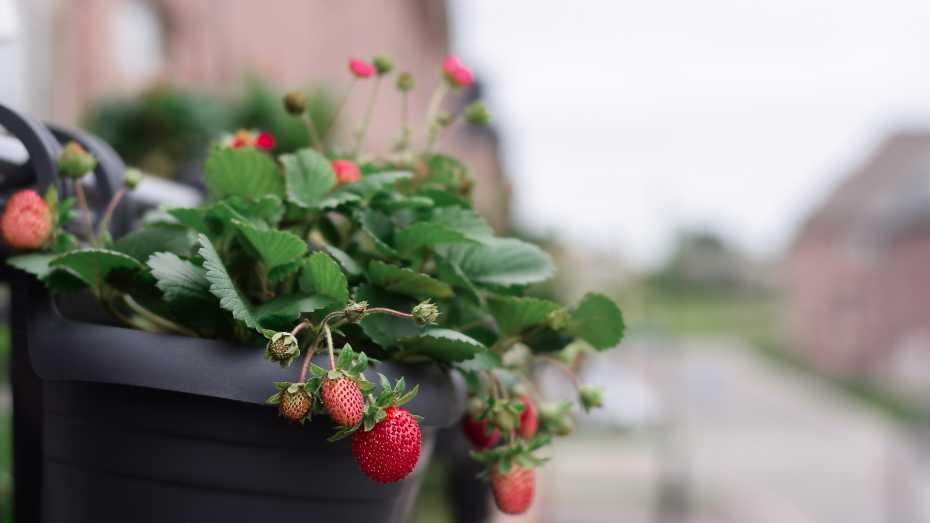 Growing Strawberries in Containers