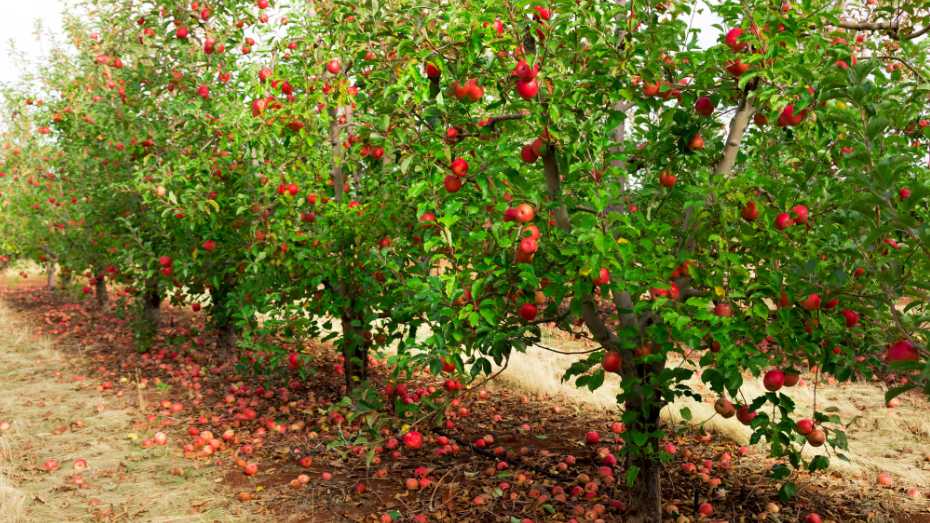 How to Start a Fruit Tree Orchard