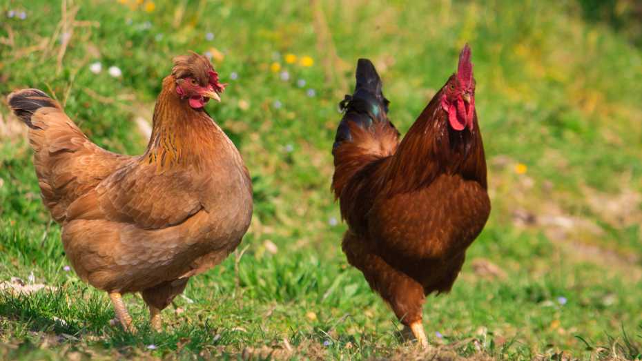 Raise Organic Native Chicken