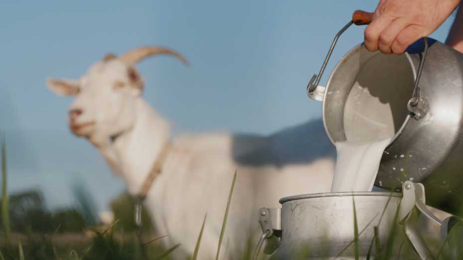 Raising Goats for Milk