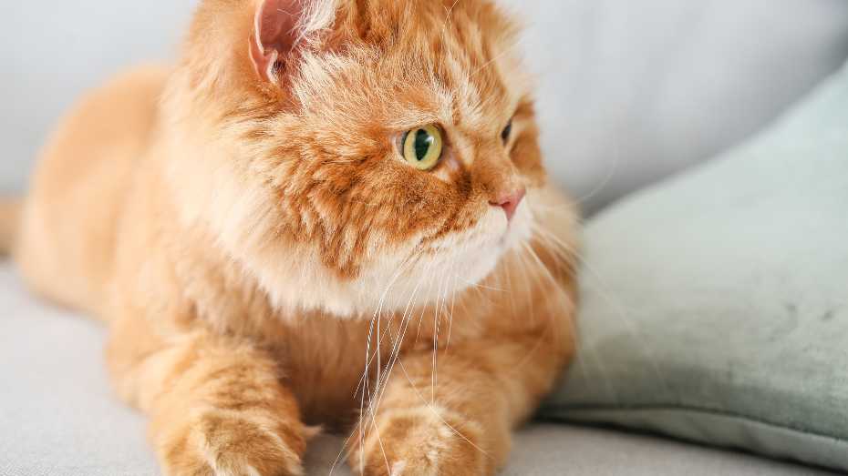 Important Tips for Raising a Persian Cat at Home