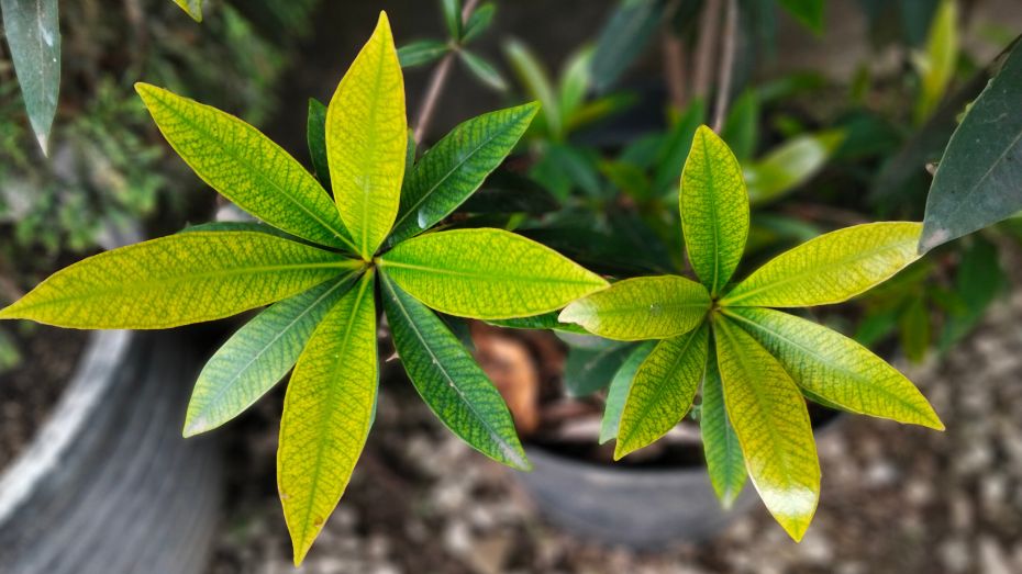 money tree plant