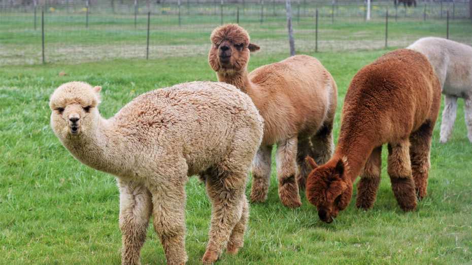 raising llamas