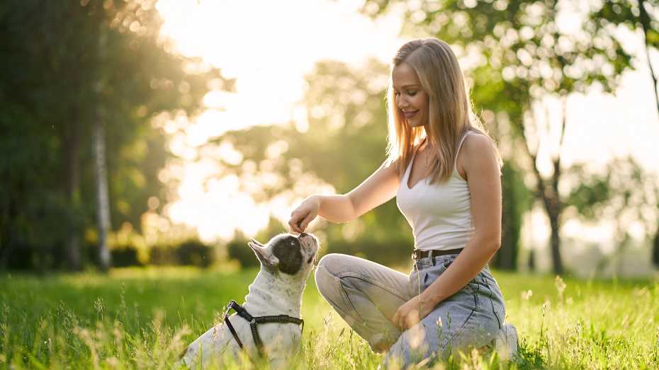 Bulldog Care Training