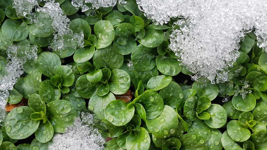 Plant Vegetables in Winter